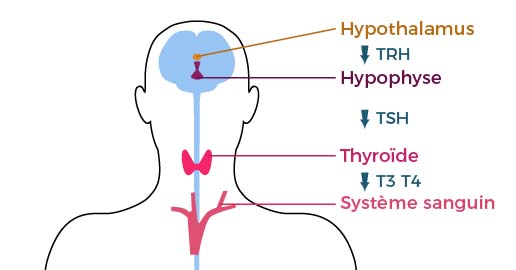 Fonctionnement de la thyroïde