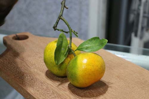 Article : la bergamote, ce fruit acidulé méconnu - Ateliers bien-être entreprise - photo 01